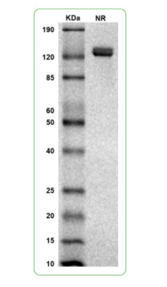 MW: Molecular Weight marker reduced condition
NR: PRLR dimer under non-reduced condition